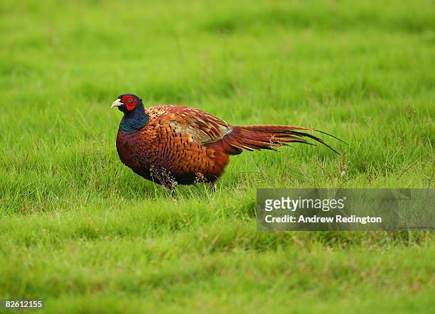 Pheasant watches the golf during the final round of The Johnnie Walker Championship at Gleneagles on August 31, 2008 at the Gleneagles Hotel and...