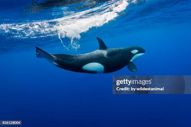 underwater view of a female orca splashing through the water after it has gone up to breath, pacific ocean, new zealand. - pacific ocean imagens e fotografias de stock