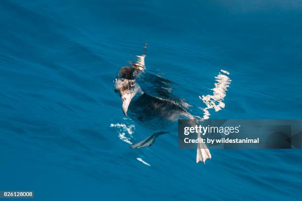 underwater view of a shearwater looking underwater while floating on the surface, north island, new zealand. - diomedea epomophora stock pictures, royalty-free photos & images