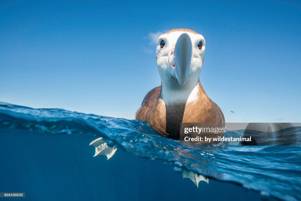 Over and underwater view of a brown headed albatross resting on the water's surface and taking a very keen interest in the photographer, North Island, New Zealand.
