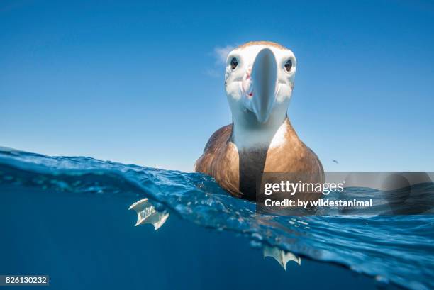 over and underwater view of a brown headed albatross resting on the water's surface and taking a very keen interest in the photographer, north island, new zealand. - diomedea epomophora stock pictures, royalty-free photos & images