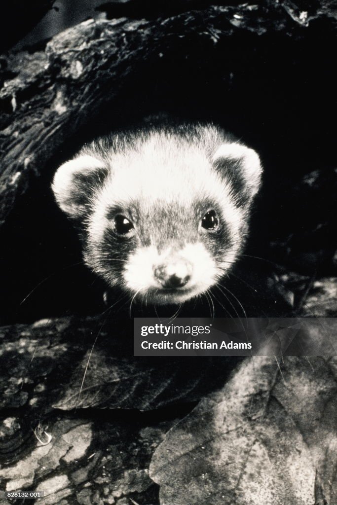 Polecat (Mustela putorius), head shot, close-up (B&W)