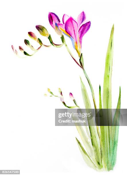 12点のフリージアイラスト素材 Getty Images 12点のフリージアイラスト素材 Getty Images