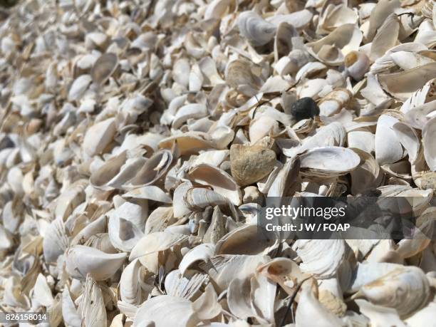 Cluster Shells Photos and Premium High Res Pictures - Getty Images