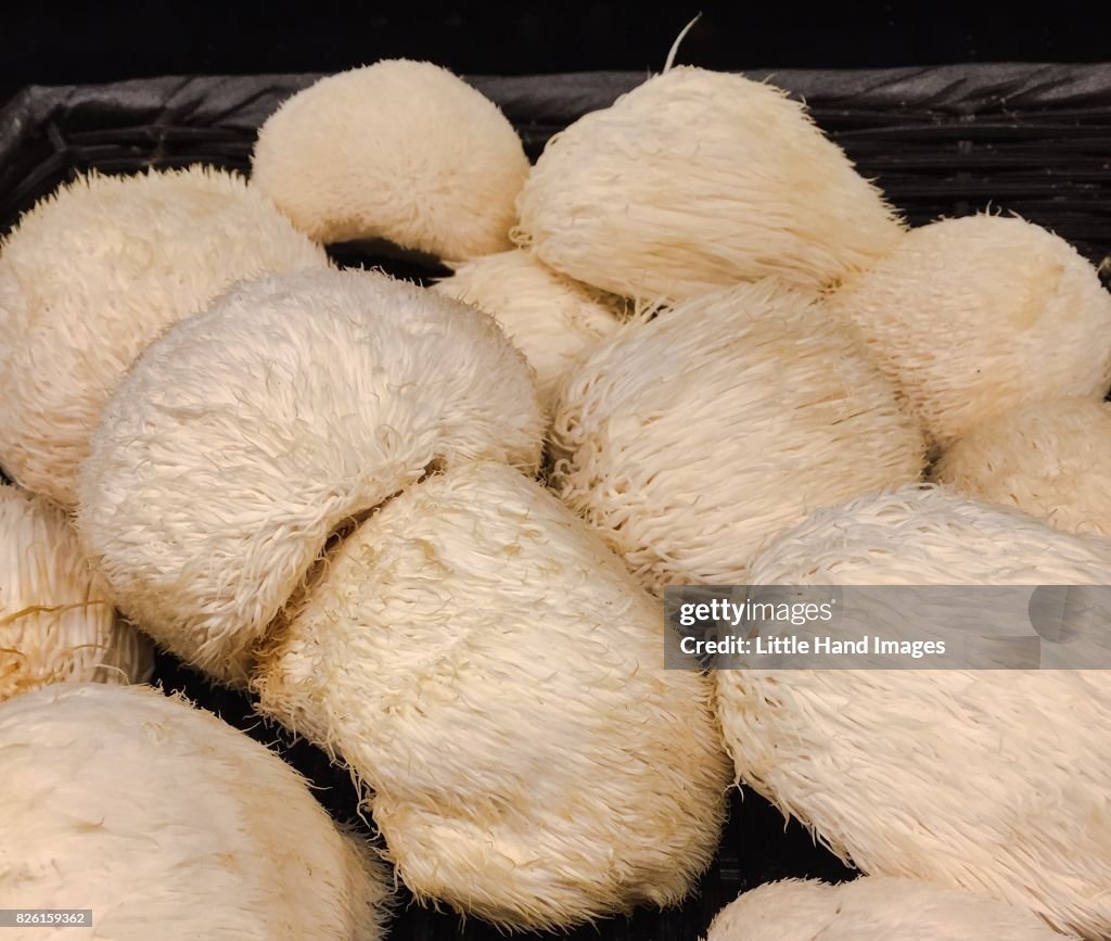 Pom Pom Mushrooms