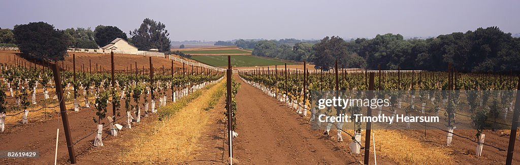 Rows of young grapevines with farm buildings