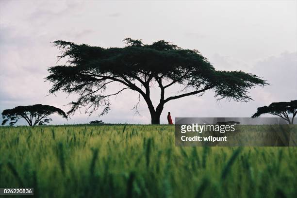 masai man standing under an acacia tree - acacia tree stock pictures, royalty-free photos & images