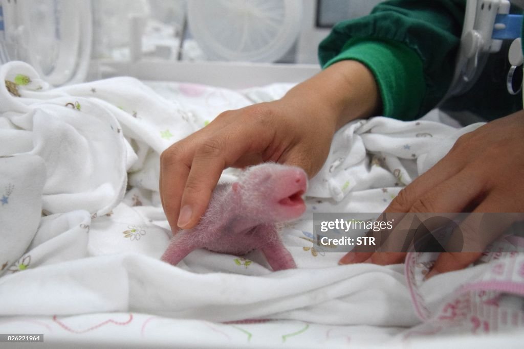 CHINA-ANIMAL-CONSERVATION
