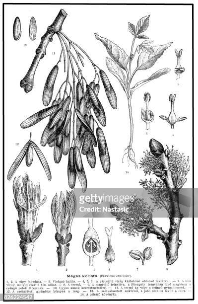 fraxinus excelsior, esche oder gemeinsame ashash oder europäischer esche, gemeine esche - ash tree stock-grafiken, -clipart, -cartoons und -symbole