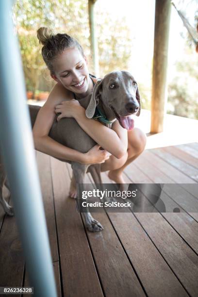 puppy love - weimaraner bildbanksfoton och bilder