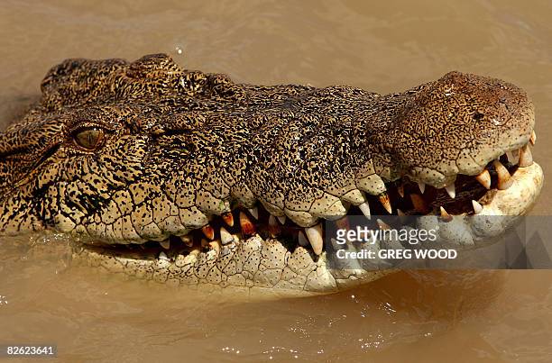An estuarine crocodile, better known as the saltwater or saltie, is enticed with meat out of the Adelaide river near Darwin in Australia's Northern...