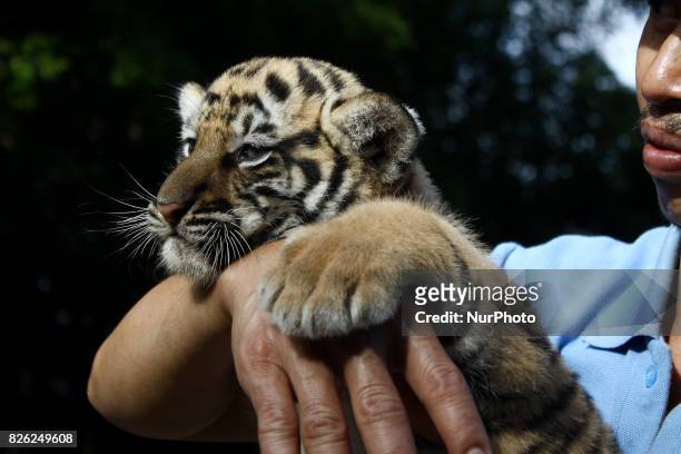 Veterinarians and keepers sunning two Bengal Tiger cubs at the Bandung Zoo, Bandung, West Java, on August 4, 2017. A couples of Bengal Tigers, Sylla...