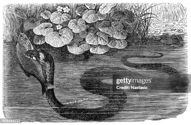 grass snake (natrix natrix) ,ringed snake or water snake - water snake stock illustrations