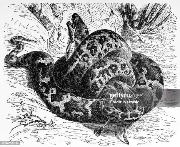 python molurus (yellow burmese python) - yellow burmese python stock illustrations