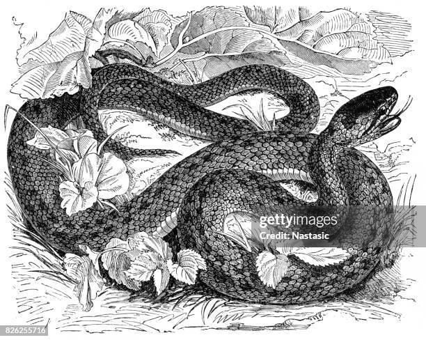 rat snake (coronella laevis) - rat snake stock illustrations