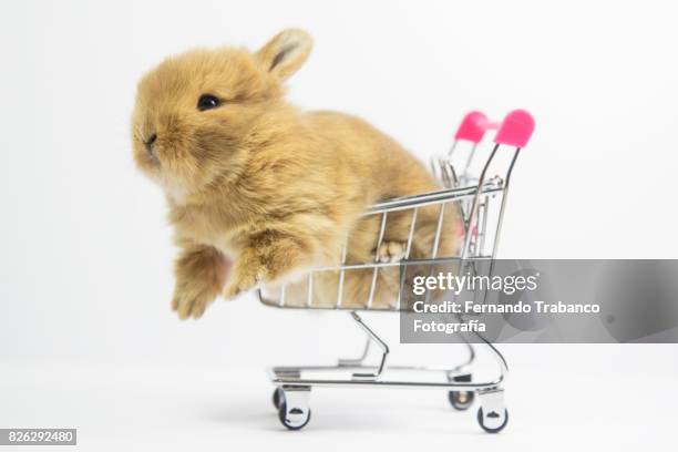 baby rabbit in shopping cart - baby bunny stock pictures, royalty-free photos & images