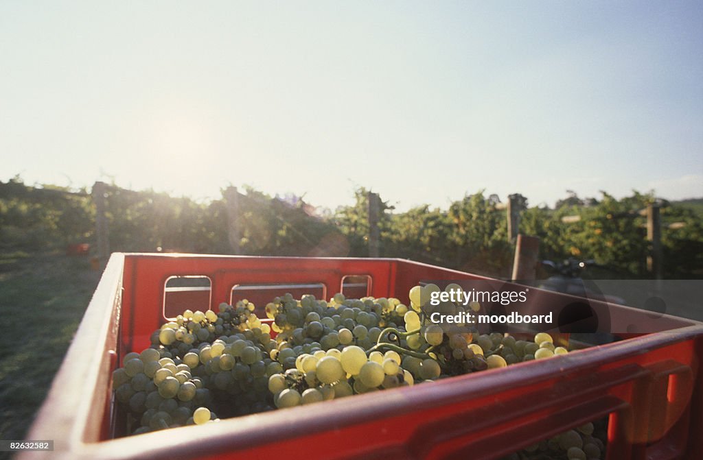 Grapes in basket at vineyard
