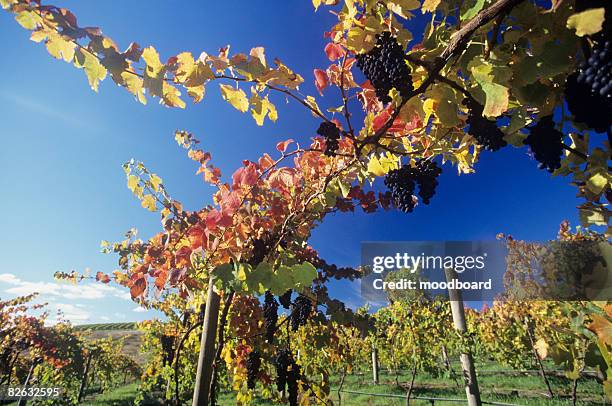 grapes on vines in vineyard, yarra valley, victoria, australia - australian vinyards stock-fotos und bilder