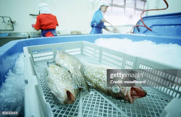 Cod Ice Fush Cod Ice Fish Photos and Premium High Res Pictures - Getty Images