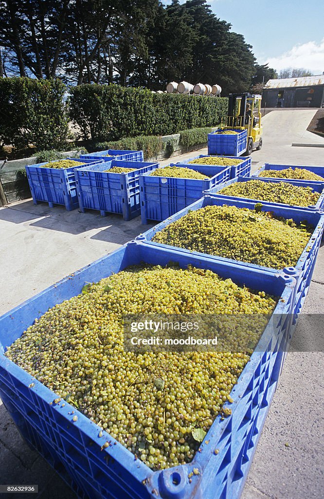 Crushing grapes in winery