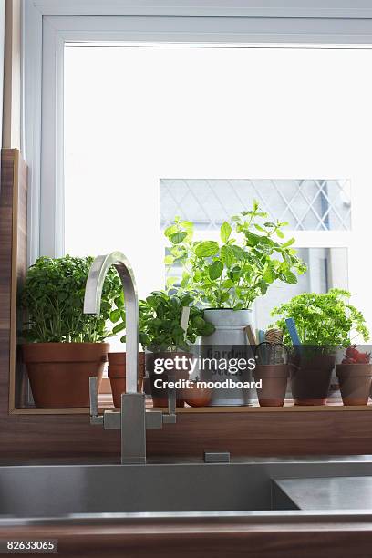 herbs growing in flowerpots at kitchen sink - davanzale foto e immagini stock