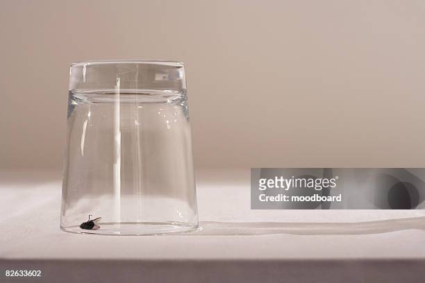 fly under glass on table - fly insect stock pictures, royalty-free photos & images