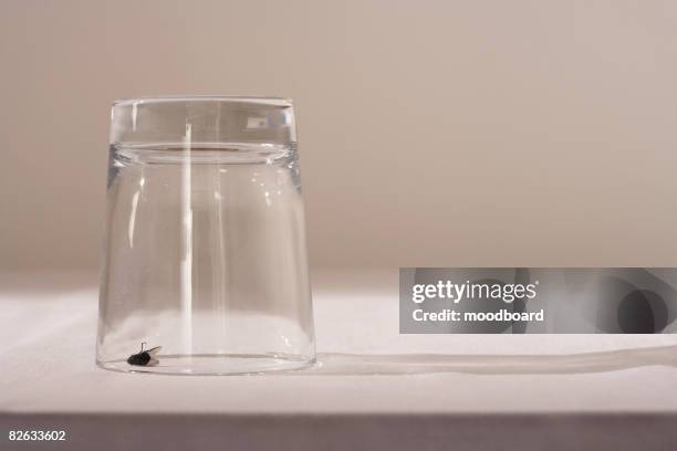 fly under glass on table - mosca imagens e fotografias de stock