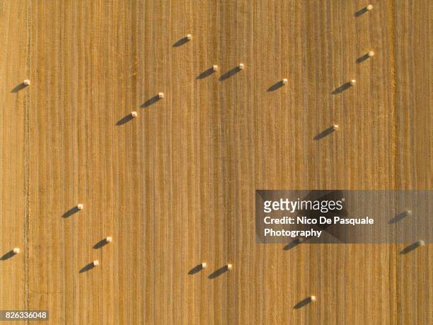 aerial drone view of plowed wheat field - field aerial imagens e fotografias de stock