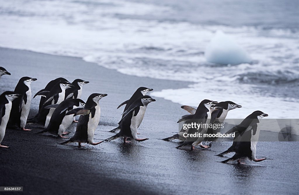Chinstrap Penguins (Pygoscelis antarcticus) colony walking into sea