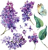 watercolor Collection of Purple Lilac.