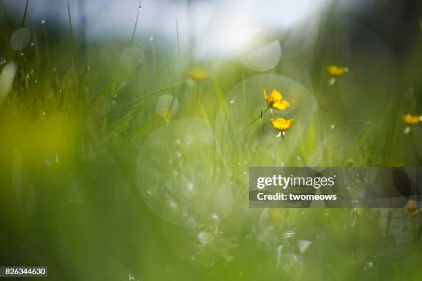 buttercups flowers in meadow. two flowers leaning close to each other. - foco difuso fotografías e imágenes de stock