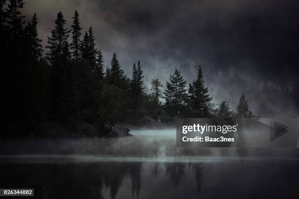 foggy, spooky and mysterious evening in the forest - dark forest fotografías e imágenes de stock