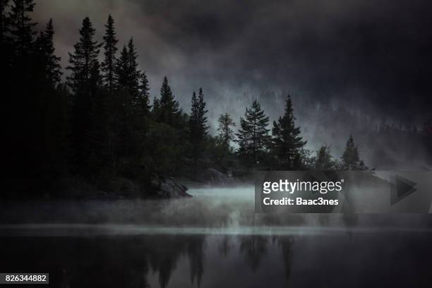 foggy, spooky and mysterious evening in the forest - misty forest stockfoto's en -beelden