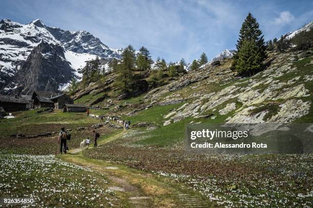 Otro, Val Sesia . Traditional 'transumanza'. Every begging of summer the shepherds move all their animals to an higher stall to provide them with...