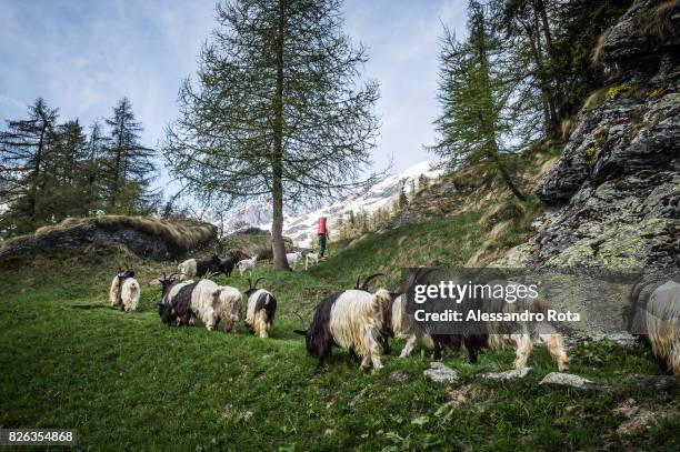 Otro, Val Sesia . Traditional 'transumanza'. Every begging of summer the shepherds move all their animals to an higher stall to provide them with...