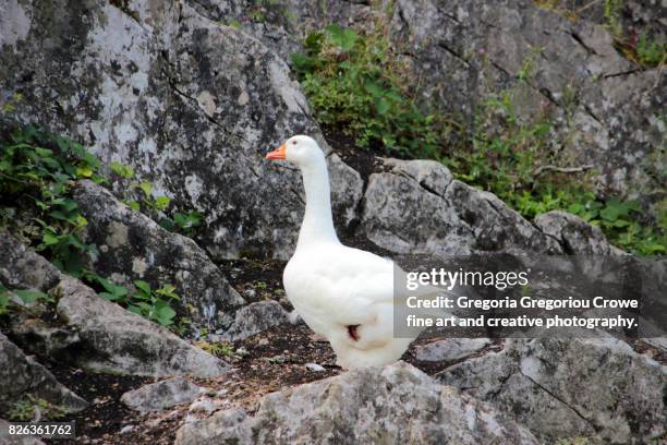 white goose on rocks - cahir stock pictures, royalty-free photos & images