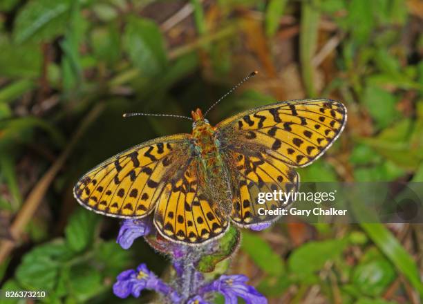 pearl-bordered fritillary [boloria euphrosyne] butterfly - fritillary butterfly stock pictures, royalty-free photos & images