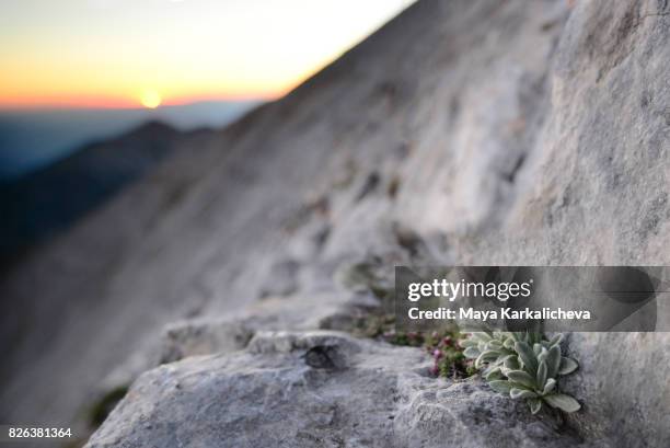 edelweiss flowers at sunset - edelweiss stock pictures, royalty-free photos & images