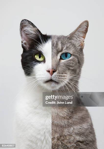 composite portrait of two different cats - two face stock pictures, royalty-free photos & images