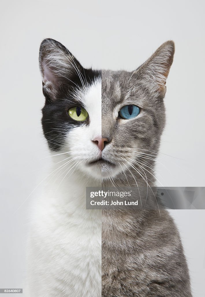 Composite portrait of two different cats