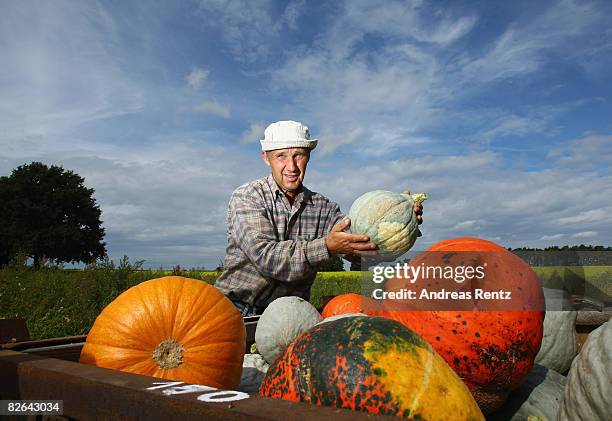 Farm worker Heinz-Guenther harvests pumpkins on September 3, 2008 in Elsholz near Berlin, Germany. The pumpkin is experiencing a real renaissance and...