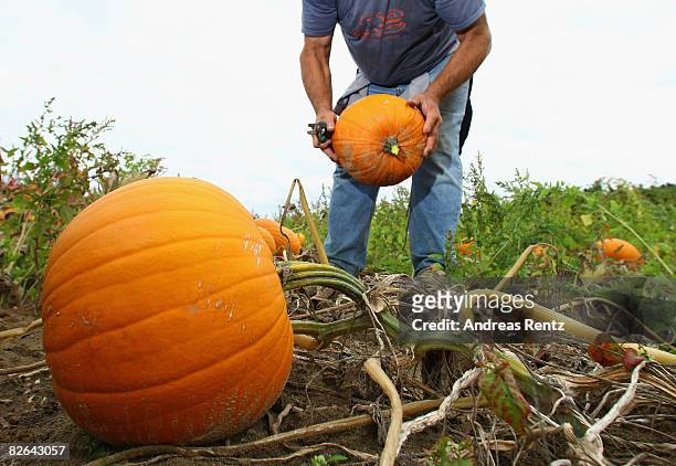 Farm worker Ivan harvests pumpkins on September 3, 2008 in Elsholz near Berlin, Germany. The pumpkin is experiencing a real renaissance and is...