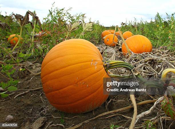 Pumpkins are seen on a field on September 3, 2008 in Elsholz near Berlin, Germany. The pumpkin is experiencing a real renaissance and is praised of...