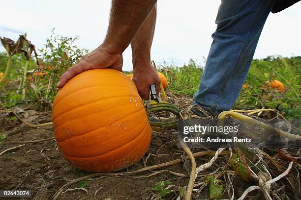 Farm worker Ivan harvests pumpkins on September 3, 2008 in Elsholz near Berlin, Germany. The pumpkin is experiencing a real renaissance and is...