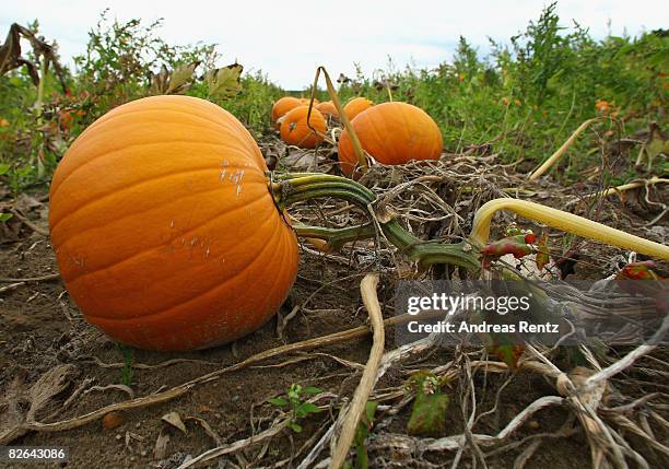 Pumpkins are seen on a field on September 3, 2008 in Elsholz near Berlin, Germany. The pumpkin is experiencing a real renaissance and is praised of...