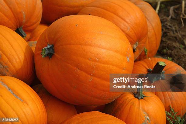 Pumpkins are seen on a field on September 3, 2008 in Elsholz near Berlin, Germany. The pumpkin is experiencing a real renaissance and is praised of...