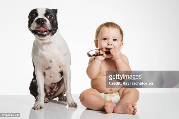 baby chewing on glasses with boston terrier next to him - baby and dog on white stock-fotos und bilder