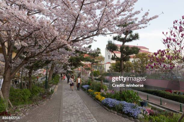 kirschblüten-saison in takarazuka, präfektur hyogo, japan - präfektur hyogo stock-fotos und bilder