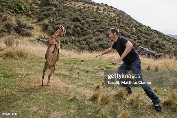 young man plays with a goat - geit stockfoto's en -beelden