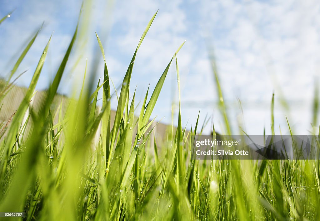 Grass